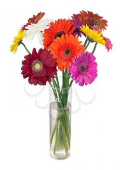 Bouquet from multi colored gerbera flowers in glass vase arrangement centerpiece isolated on white background.