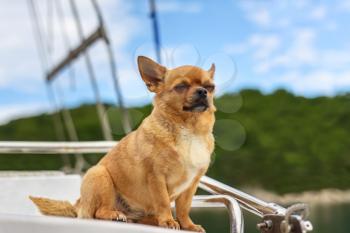 Very satisfied purebred chihuahua dog with closed eyes in pleasure on background of yacht and the sea coast. Closeup.