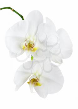 Seven day old orchid isolated on white background. Closeup.