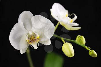 Beautiful orchid branch on black background. Closeup.