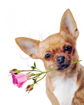 Red chihuahua dog with pink rose isolated on white background.