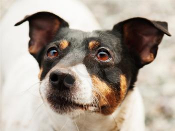 Jack Russell Terrier dog looking ahead. Closeup.