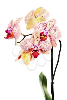 Tiger orchid isolated on white background. Closeup.