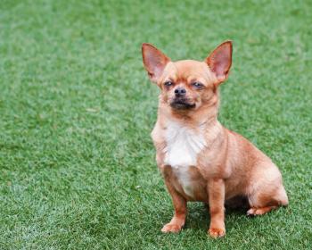 Red chihuahua dog siting on green grass. Selective focus.