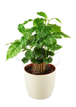 Coffee tree Arabica Plant in flower pot isolated on white background. Closeup.