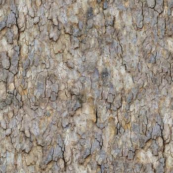 Bark of Maple Seamless Tileable Texture.