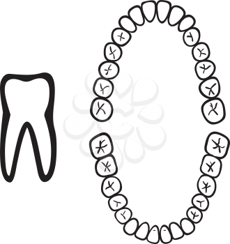 numbers of white isolated tooth vector illustration
