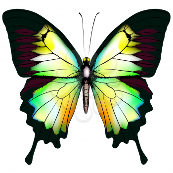 Isolated Butterfly Vector