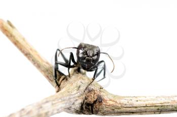 Royalty Free Photo of a Large Ant on a Branch