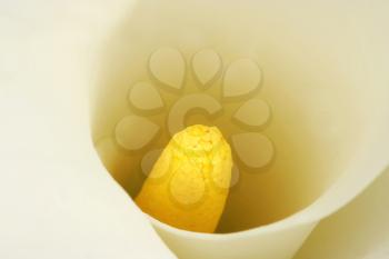 Royalty Free Photo of a Soft Focus Closeup on a Calla Lilly