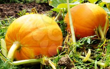 Royalty Free Photo of Pumpkins in a Patch