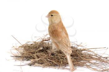 Beautiful canary on nest isolated on white