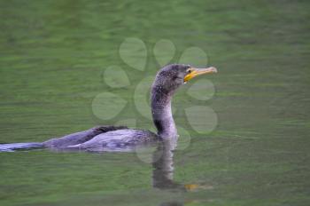 Neotropic Cormorant (Phalacrocorax brasilanus) taking a swim looking for food.
