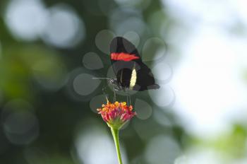 Erato Longwing (Heliconius erato) butterfly feeding on a small flower