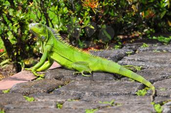 Green iguana taking a sun bath in a garden