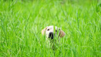Beautiful Labrador retriever female hiding in the green tall grass waiting for her owner