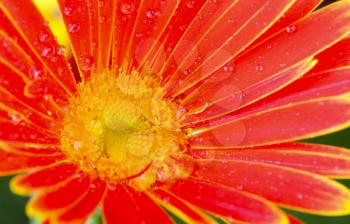 Macro shot of an orange gerbera flower with rain drops