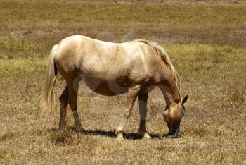 Pregnant Palomino Mare eating grass at a pasture field
