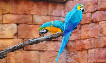 Tow blue macaws perched on a branch with a brick wall background
