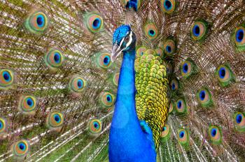 Close up of a Beautiful male peacock with his open feathers