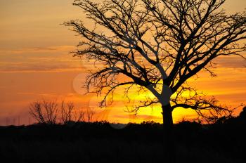 Tree silhouette against a beautiful Sunset