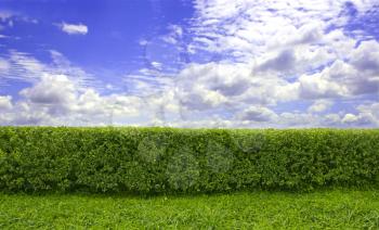 Green hedge with a besutiful blue sky and white clouds