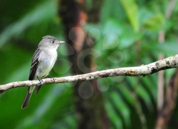 Tiny Tropical Pewee perched on a tree branches ready to catch flies inside the rain forest of Panama