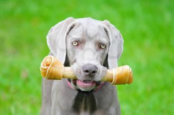 Young weimaraner female playing with a rawhide bone