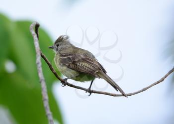 A Yellow-bellied Elaenia ( Elaenia flavogaster) perched on a tree branch