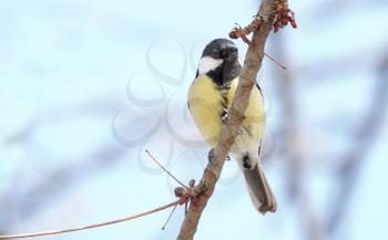 Beautiful Great Tit (Parus major)perched on a tree branch                              