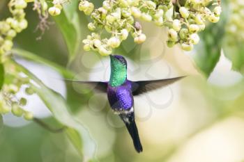 Beautiful Violet-crowned Woodnymph (Thalurania colombica colombica) male hummingbird feeding on some wild flowers