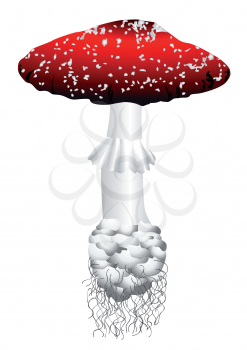 amanita. mushroom isolated on the white background