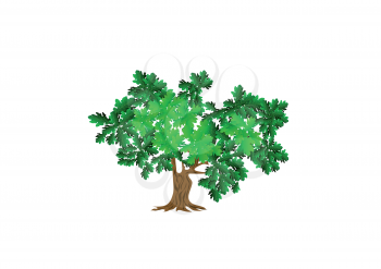 green oak tree isolated on white background