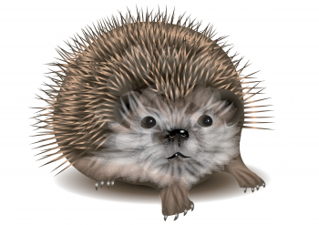 hedgehog on a white background. 10 EPS