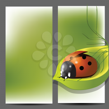 template for two folder brochure with ladybug