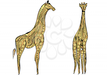 two giraffes. ethnic giraffe isolated on a white backgroundolated 