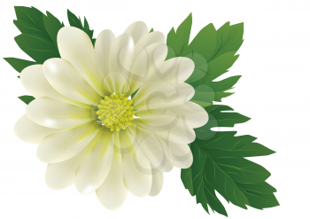 chrysanthemum with leaves isolated on white background