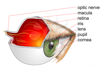 anatomy of eye. eye on white background