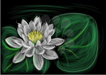 water lily with leaf on dark background