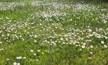 Spring daisy meadow. Lawn with flofers and grass