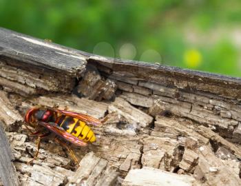 Big Wasp - Vespa crabro on a rotting tree