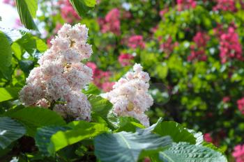 Branch chestnut closeup. White chestnut flowers against the background of pink flowers