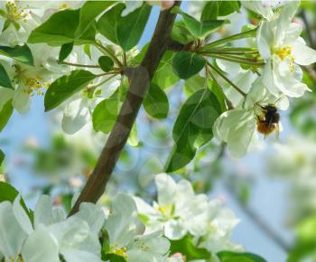 flowering pear tree. Flowering branch of pear. blooming spring garden