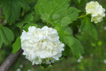 Snowball Viburnum Hydrangea, Floral snowballs at the ends of the branches