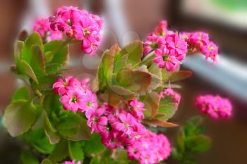 Beautiful red kalanchoe daigremontiana flower in the garden