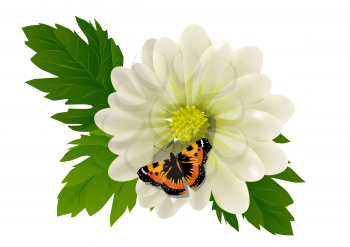 flower and butterfly isolated on white background