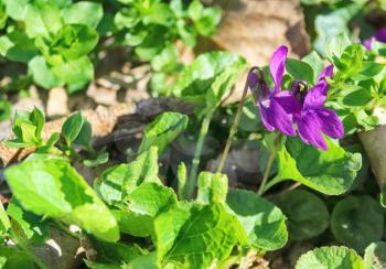 spring violets. Viola odorata. Scent-scented. Violet flower forest blooming in spring