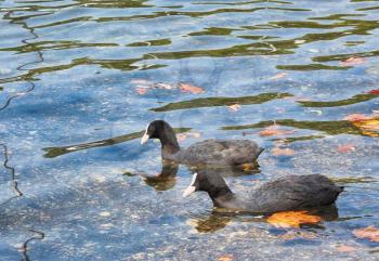 two young Eurasian Coots (Fulica atra) swimming on a lake