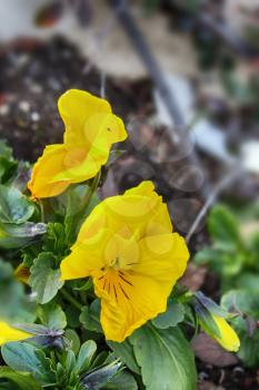 yellow Pansies. Yellow horned pansy, species of violet