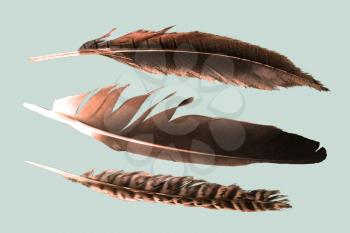 three feathers on bright background